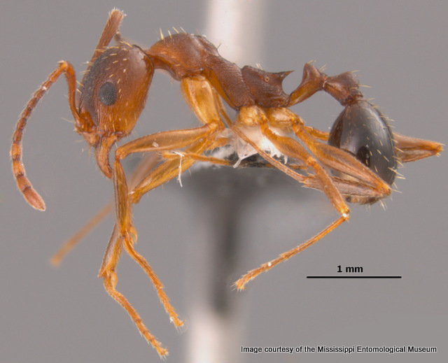 Aphaenogaster miamiana