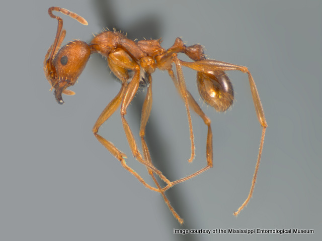 Aphaenogaster treatae