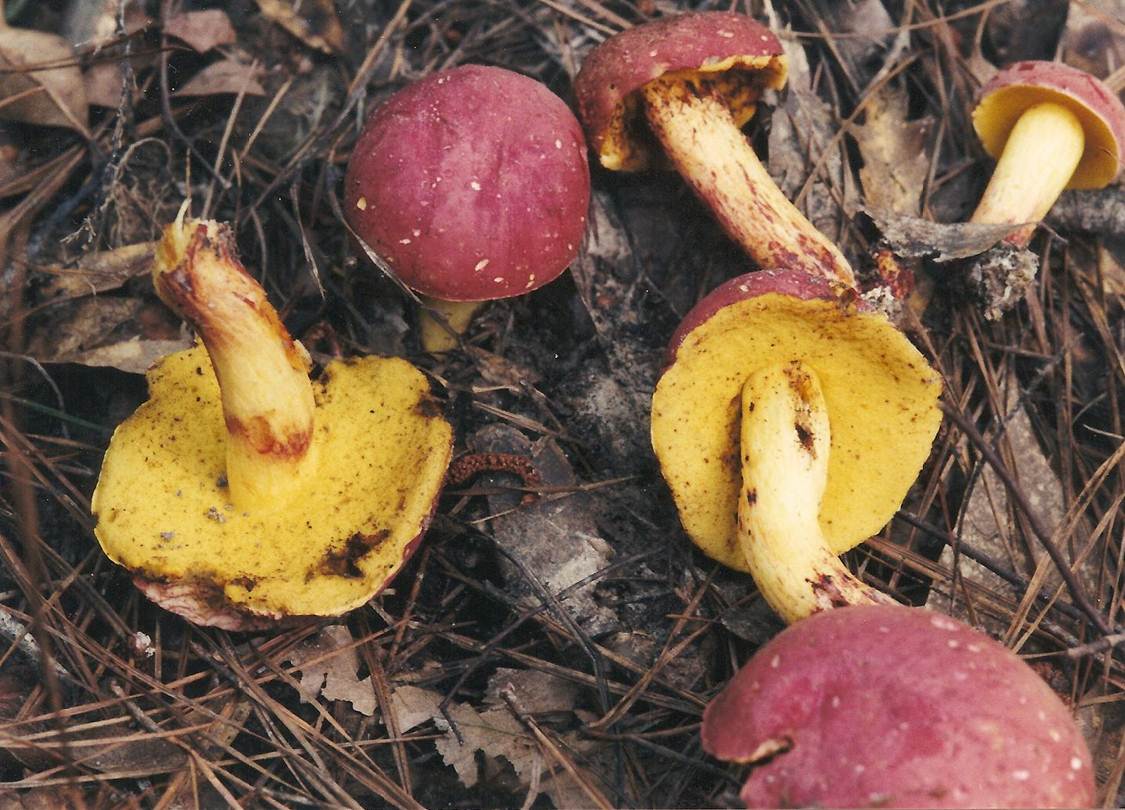 Boletus roodyi