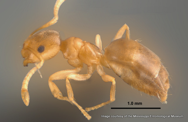 Brachymyrmex depilis