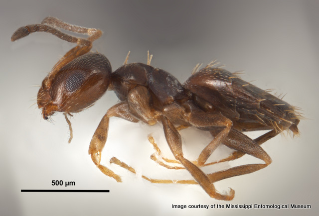 Brachymyrmex patagonicus