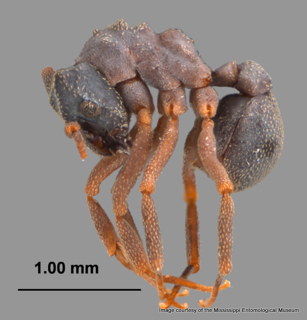 Cyphomyrmex rimosus
