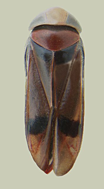 Hesperocorixa brimleyi female