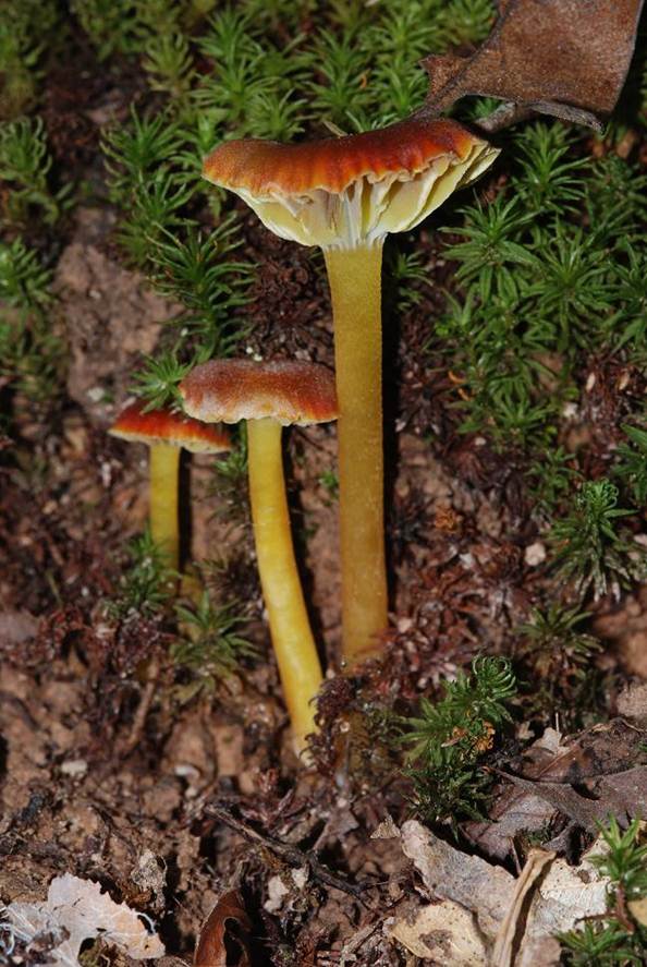 Hygrocybe chameleon, side