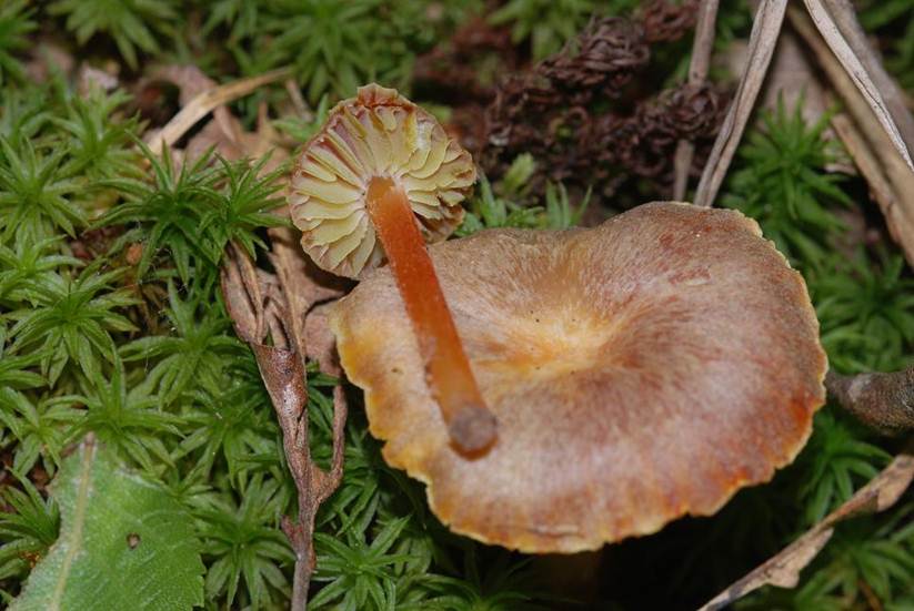 Hygrocybe chameleon, top, underside