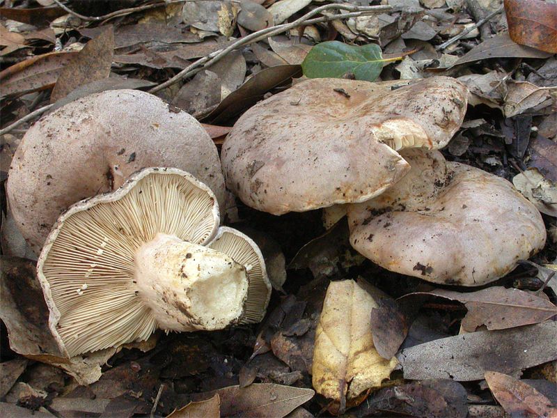 Lactarius argillaceifolius var. megacarpus