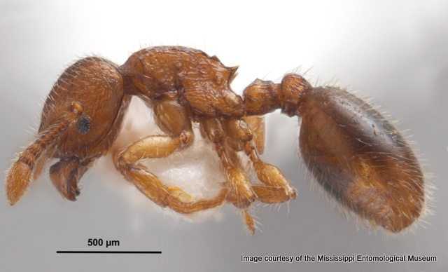 Myrmecina americana