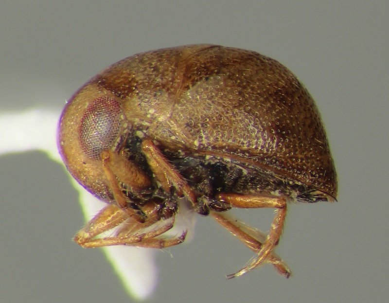 Neoplea apopkana