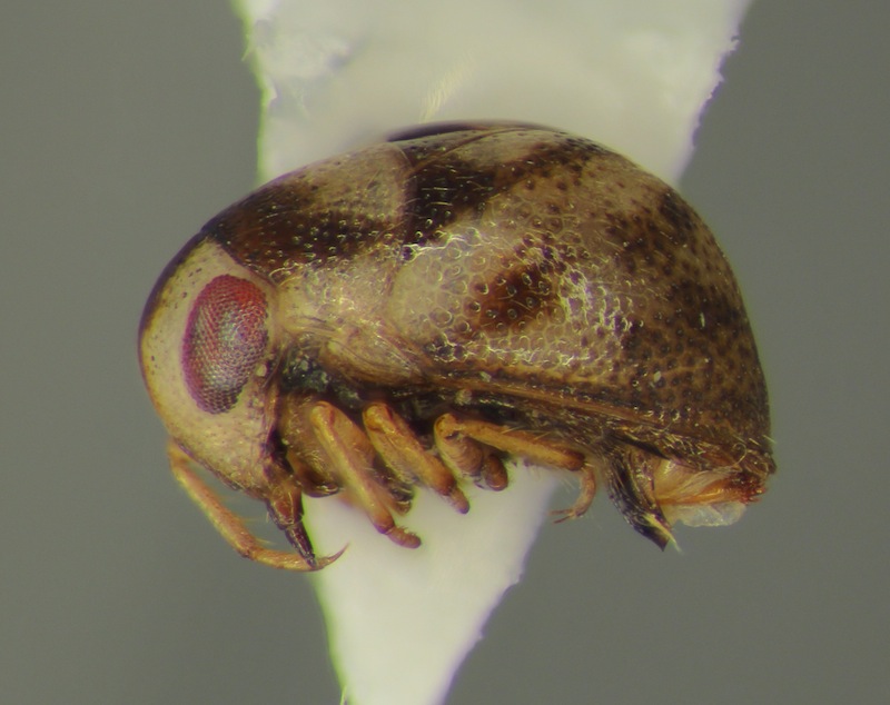 Neoplea notana