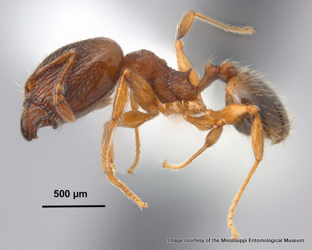 Pheidole moerens