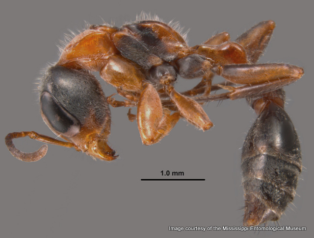 Pseudomyrmex gracilis