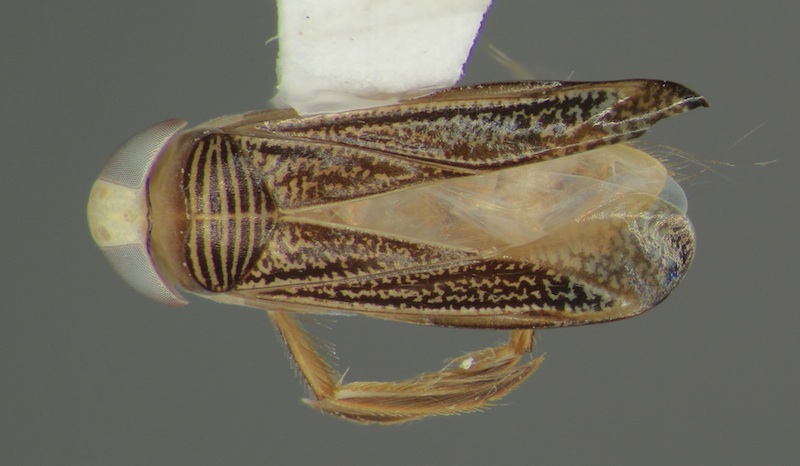 Sigara mississippiensis