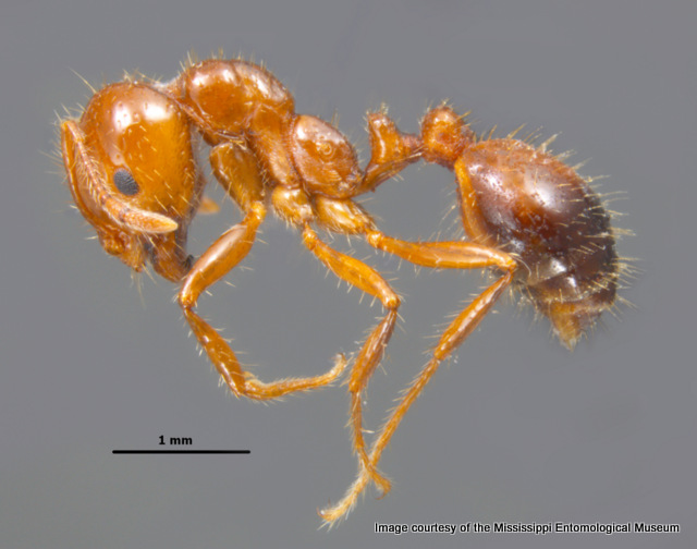 Solenopsis invicta