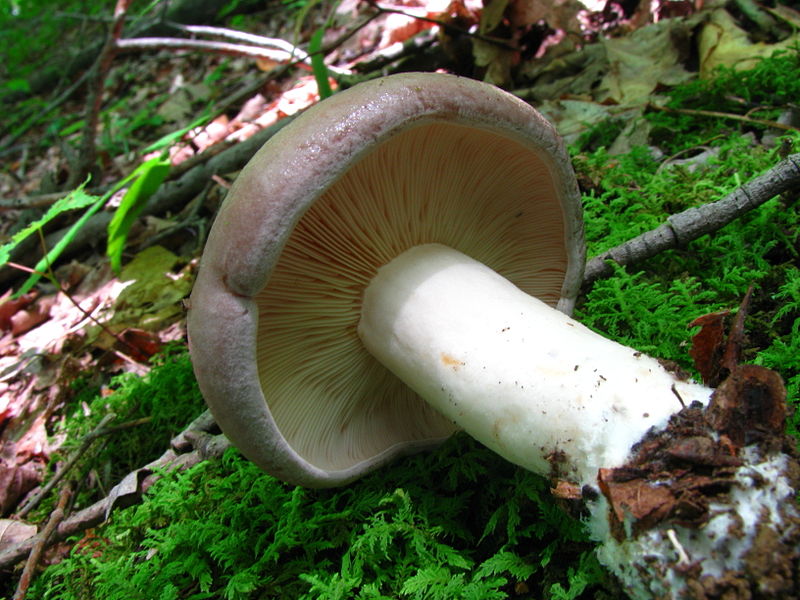 Lactarius argillaceifolius