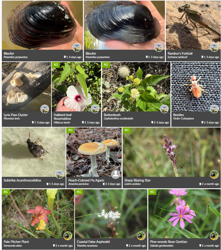 Grid of recent plant, animal, and fungus observations recorded in the Big Thicket on iNaturalist