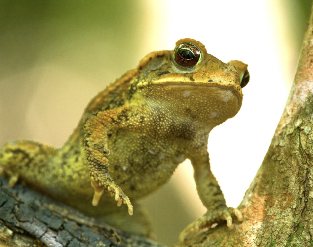 A frog in the Big Thicket
