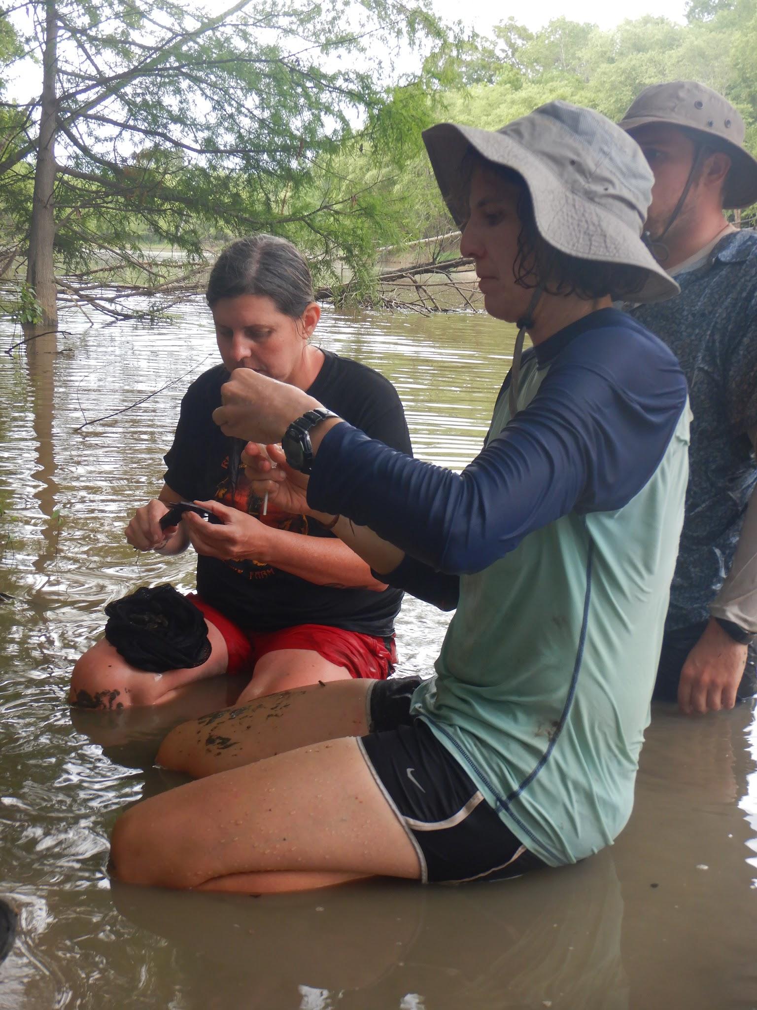 Alison Tarter's mussel survey team working in the field.