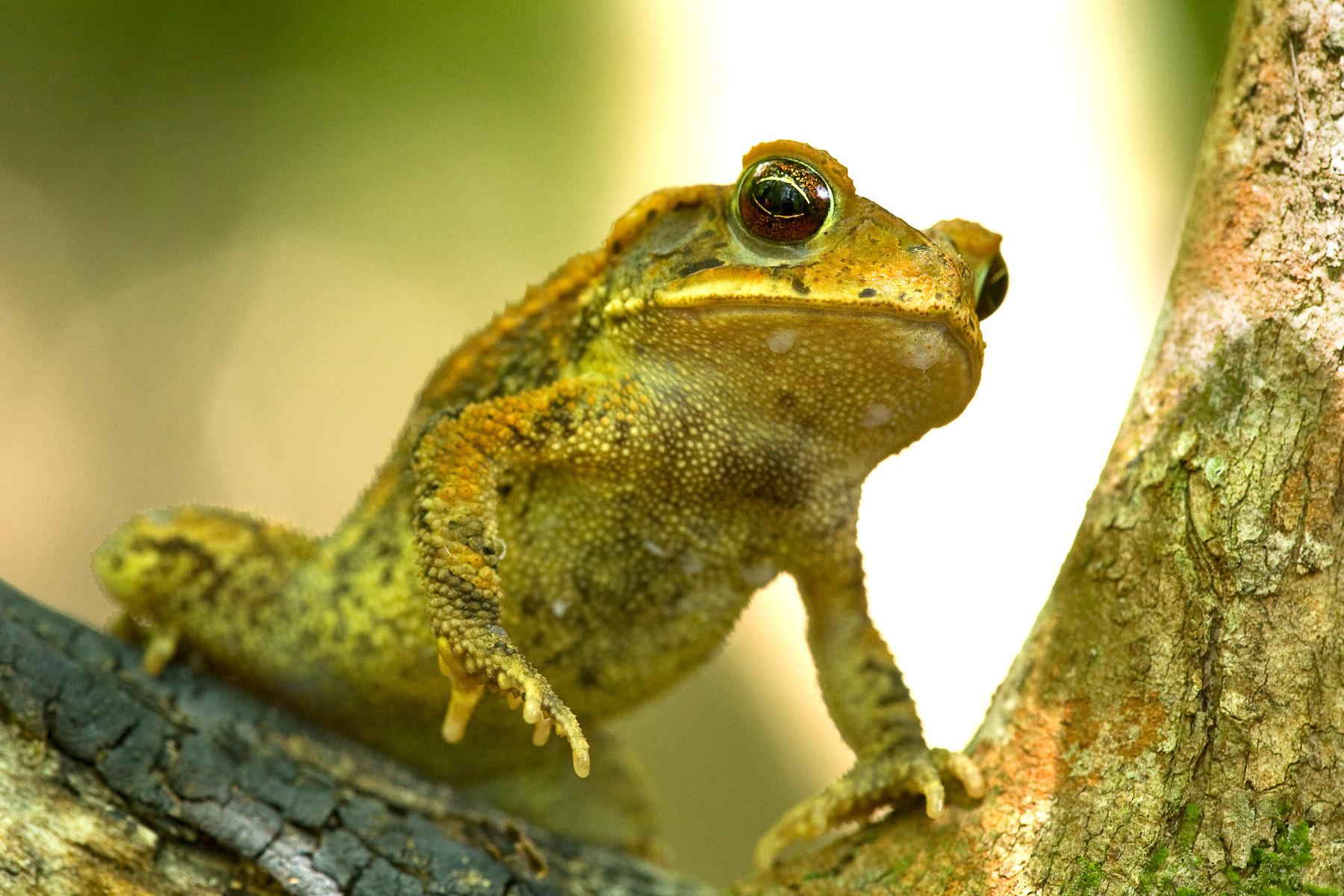 Green frog perched beside a tree trunk.