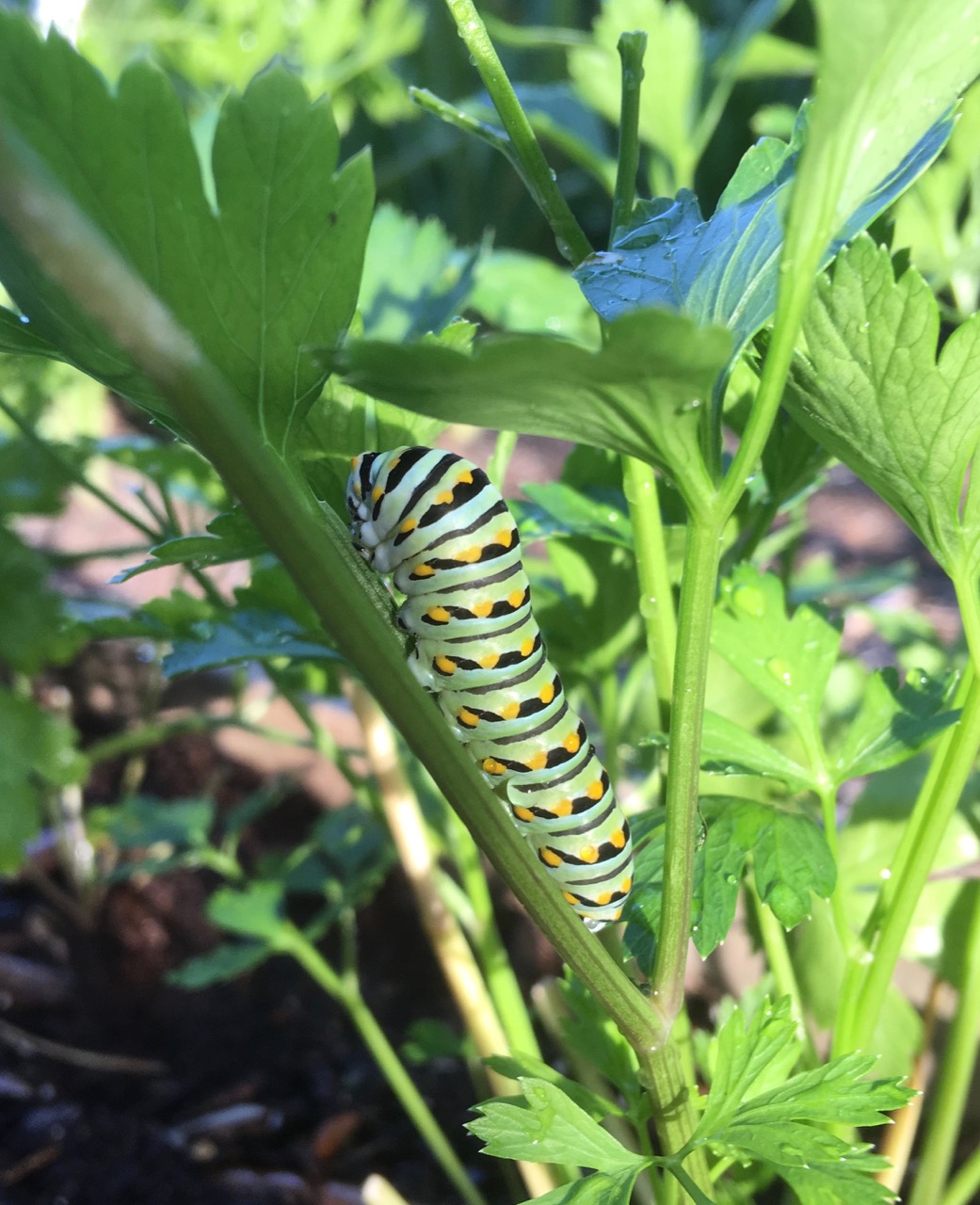 swallowtail