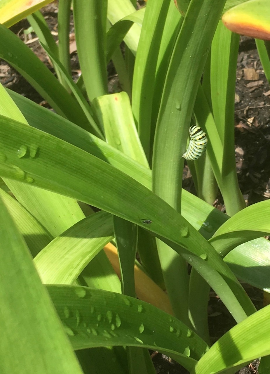 swallowtail pupa