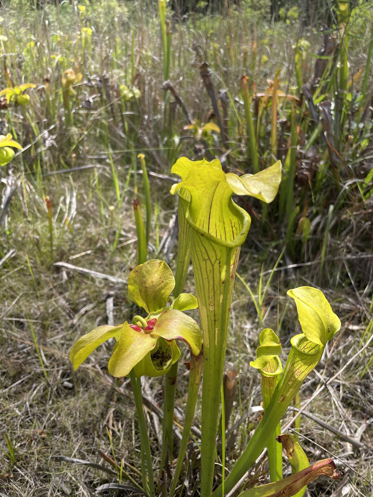 Pitcher plants growing in a Big Thicket wetland.