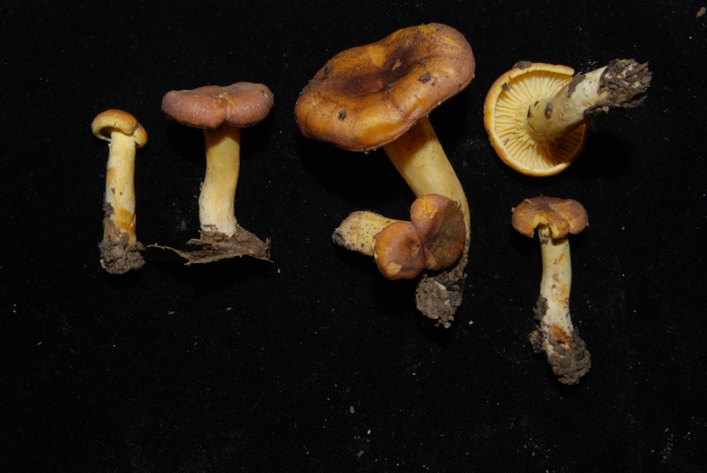 Macrofungi specimens arranged on a dark background.