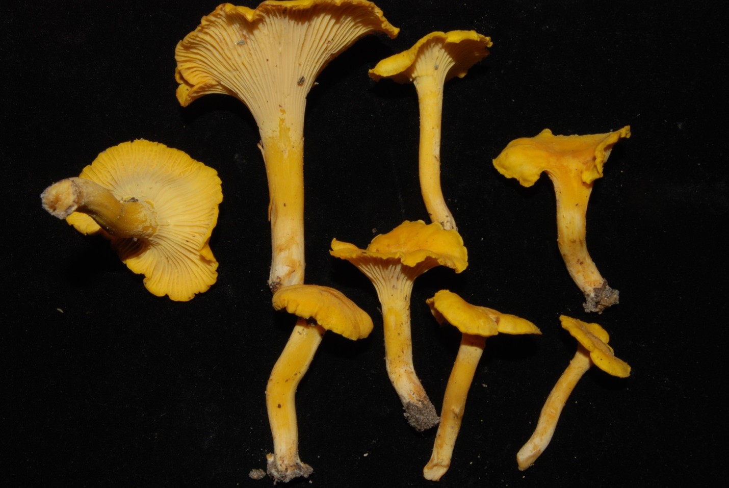 Yellow macrofungi specimens arranged on a dark background.