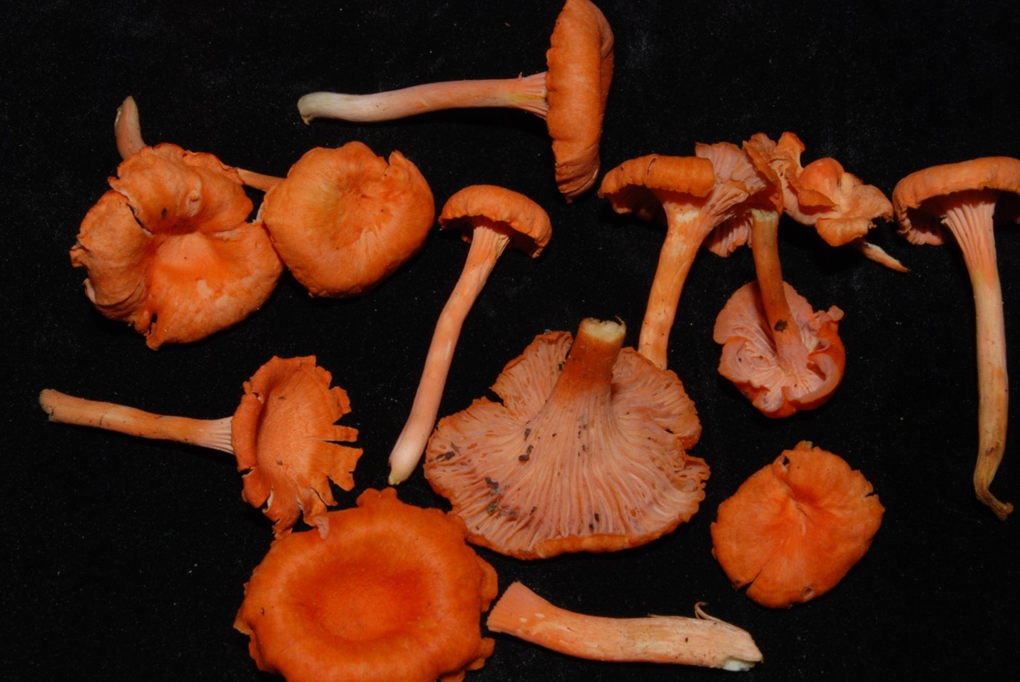 Orange macrofungi specimens arranged on a dark background.