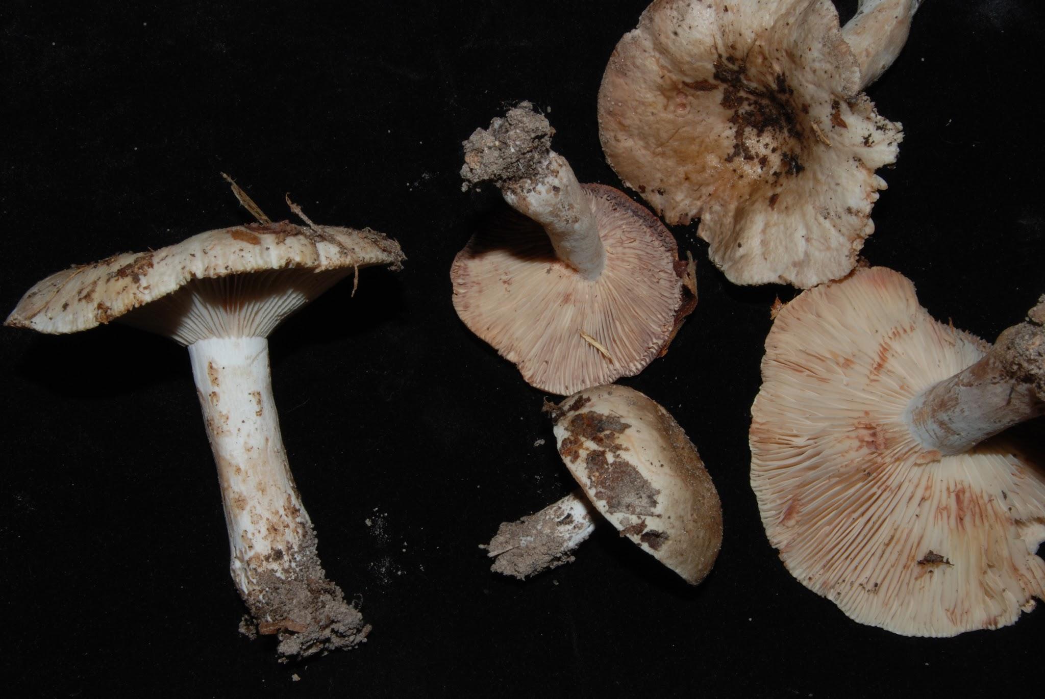 White and tan macrofungi specimens arranged on a dark background.
