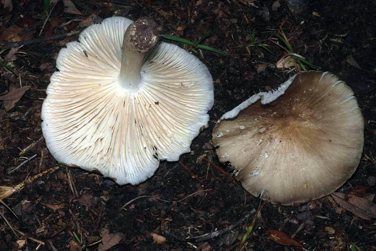 Two gilled macrofungi photographed on forest litter.