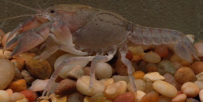 Crayfish photographed on gravel.
