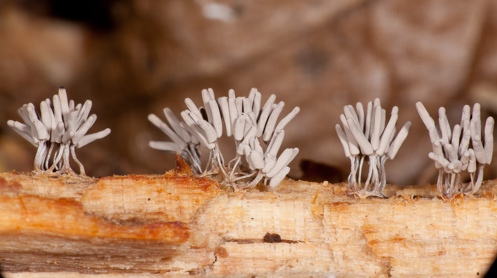 Field image representing species new to Big Thicket National Preserve.