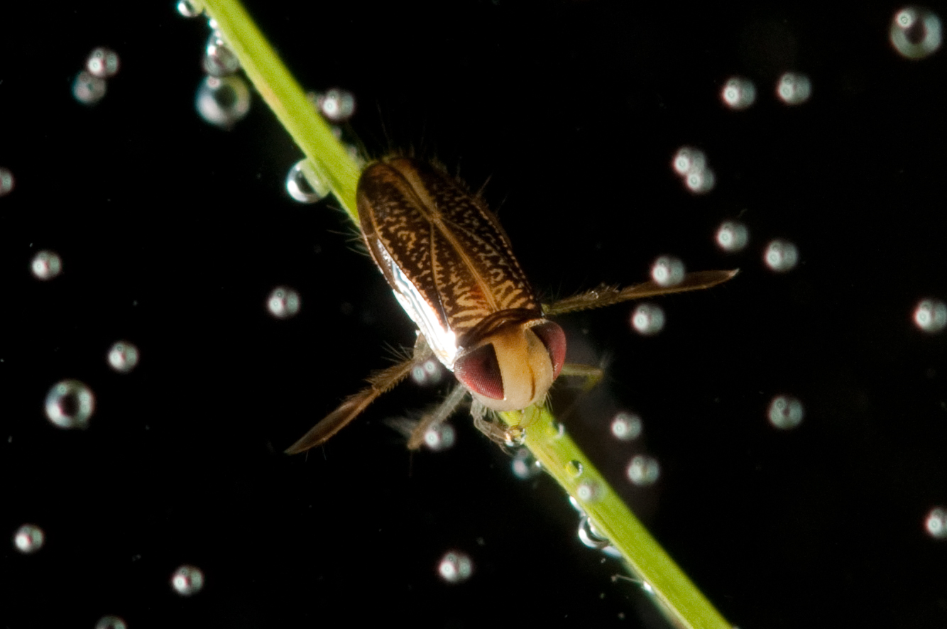 Field image representing species new to science.