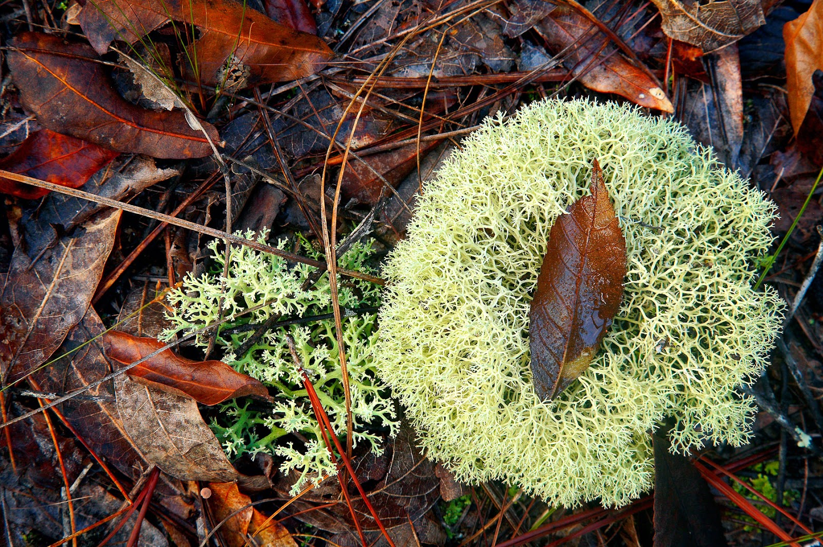 Field image representing species new to Texas.
