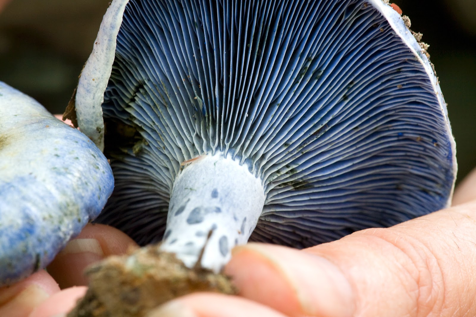 Field image representing species new to the United States.