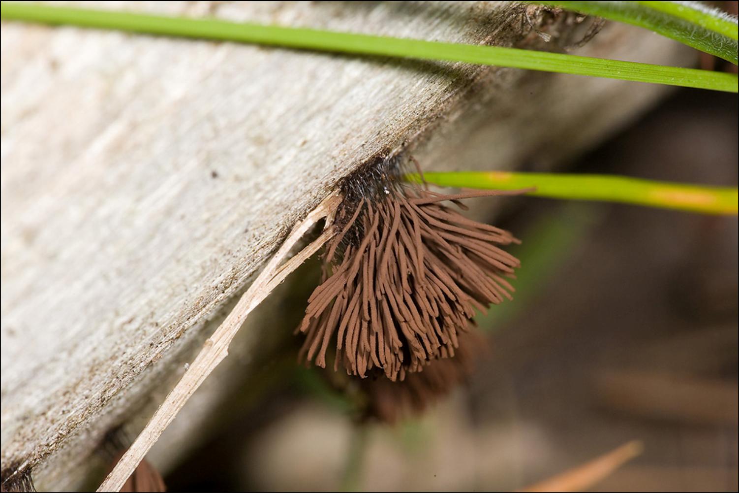 Close view of a biological specimen on weathered wood representing new species records.