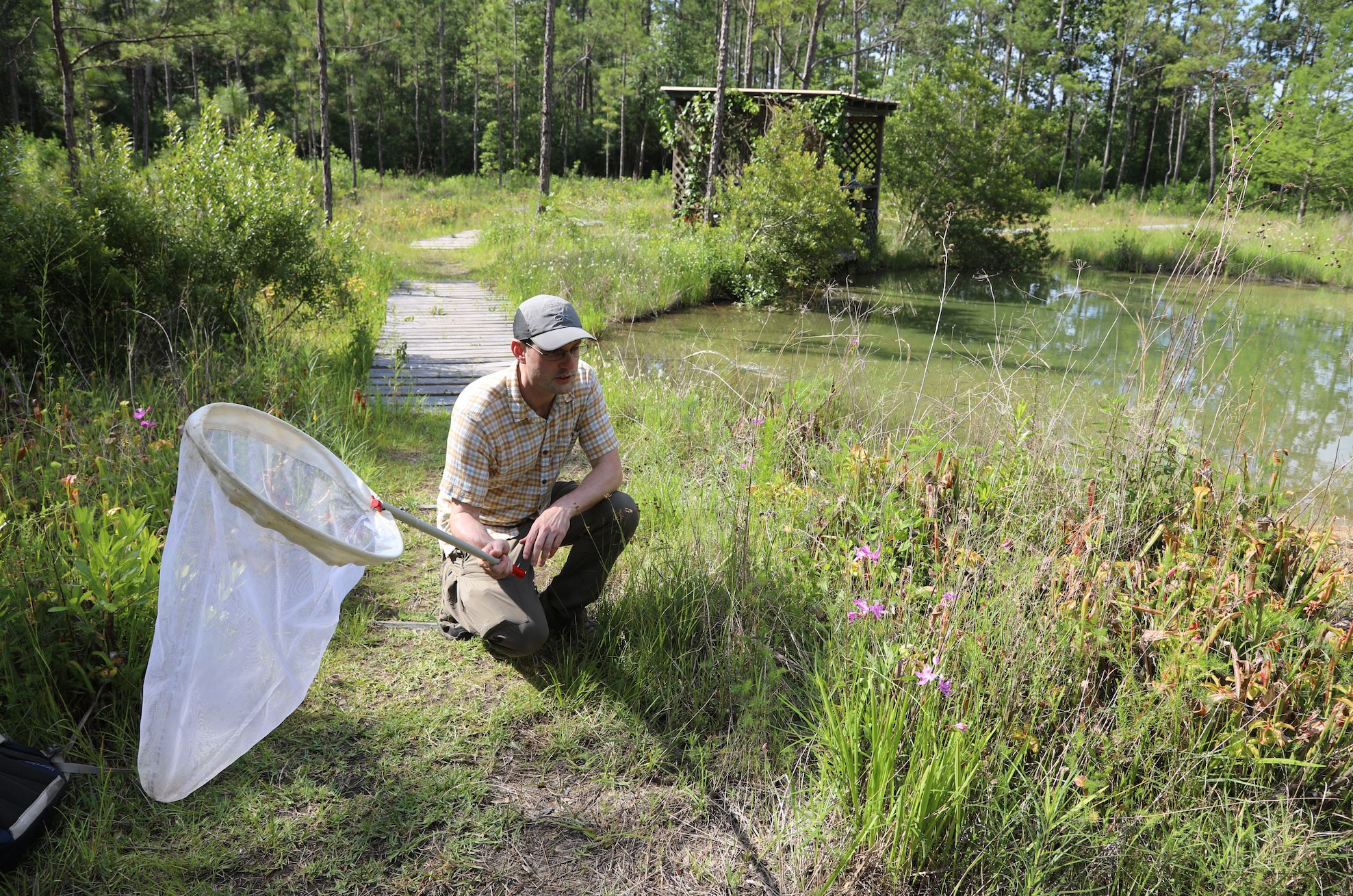 Researcher kneeling with an insect net at a Big Thicket field site.